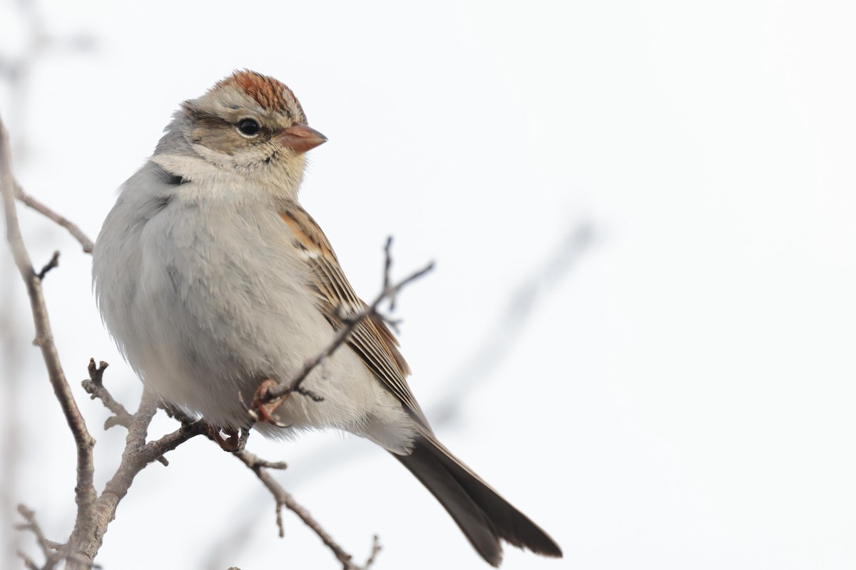 Chipping Sparrow - ML533652941