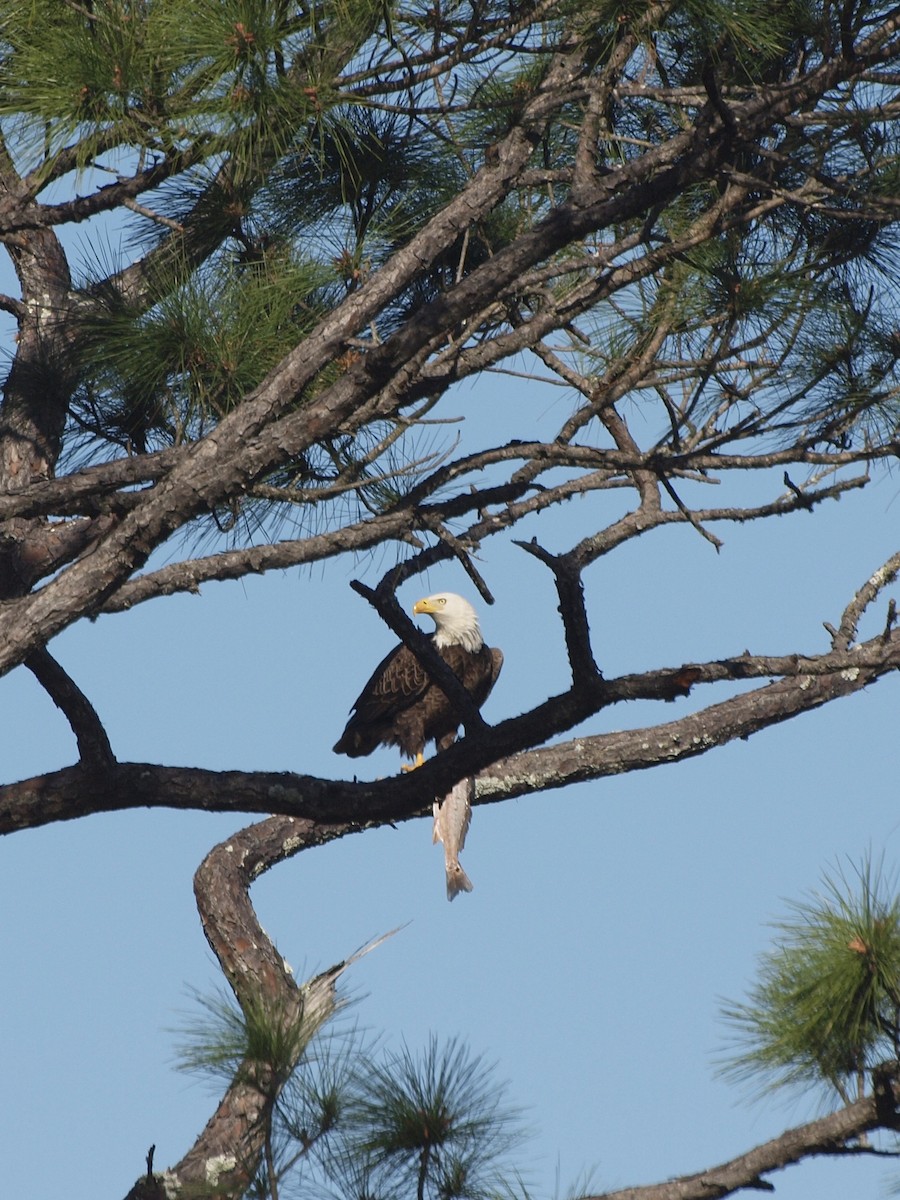 Bald Eagle - ML533653231