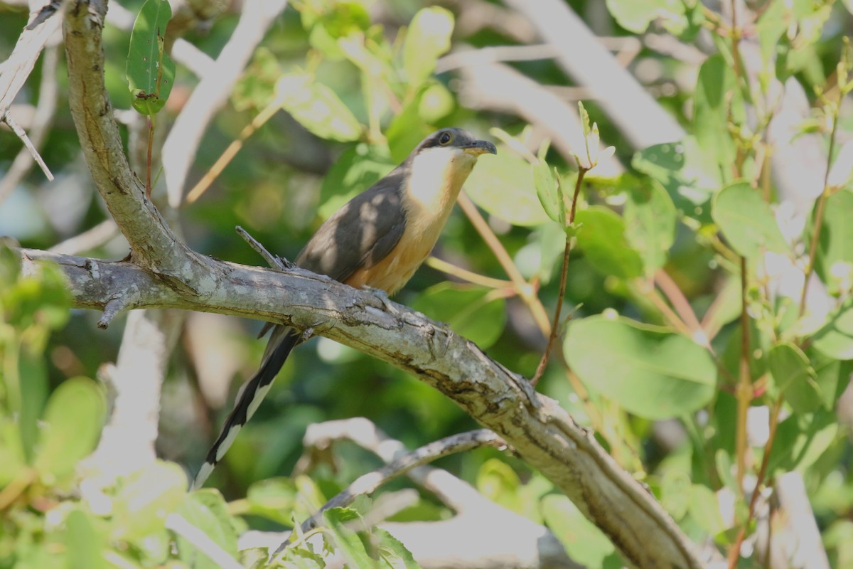 Mangrovekuckuck - ML533653491