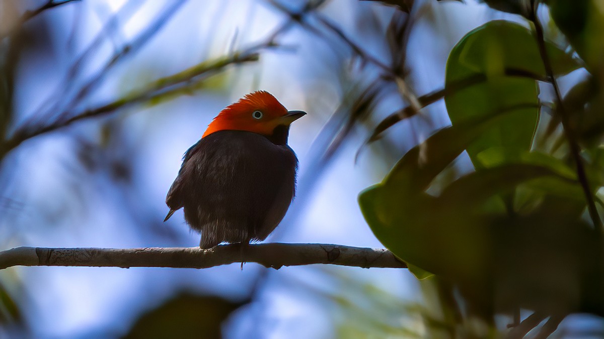 Red-capped Manakin - ML533654591