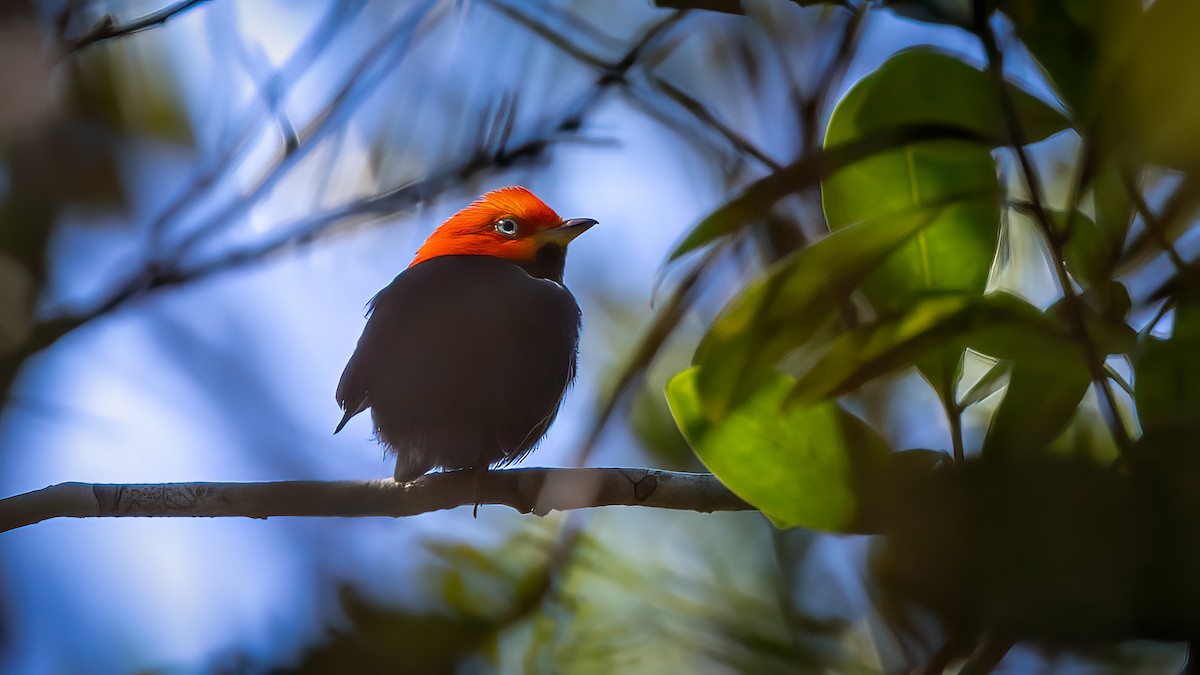 Red-capped Manakin - ML533654601