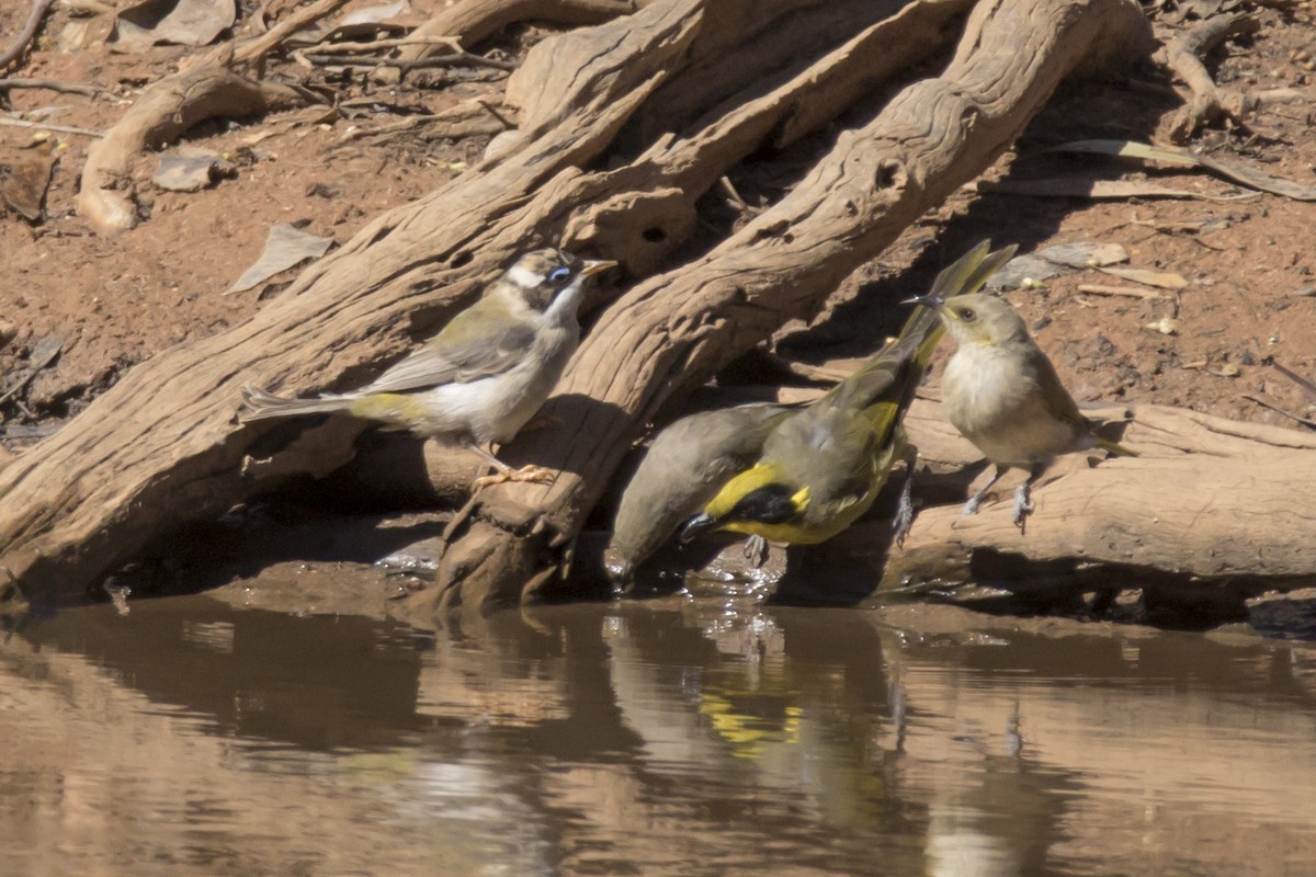 Black-chinned Honeyeater - ML53365511