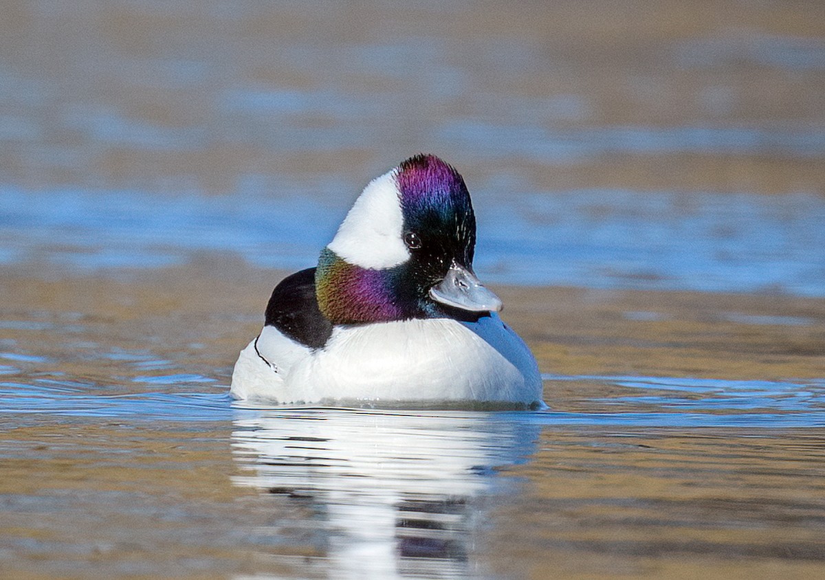 Bufflehead - ML533656031