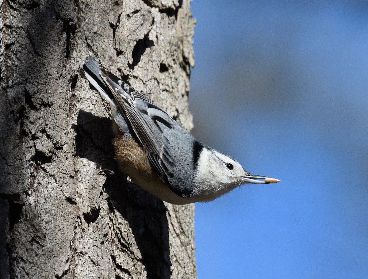 White-breasted Nuthatch - ML533656391