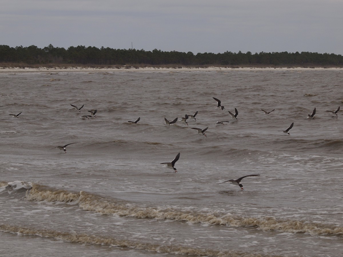 Black Skimmer - ML533656881