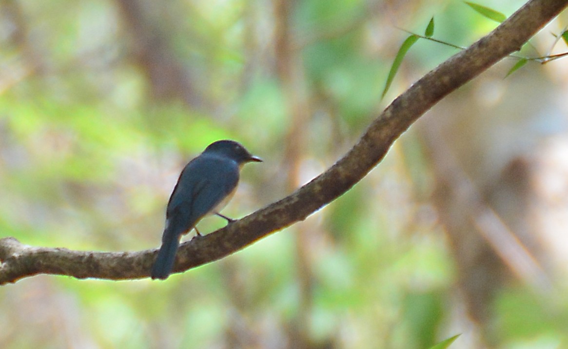 Tickell's Blue Flycatcher - ML53365691