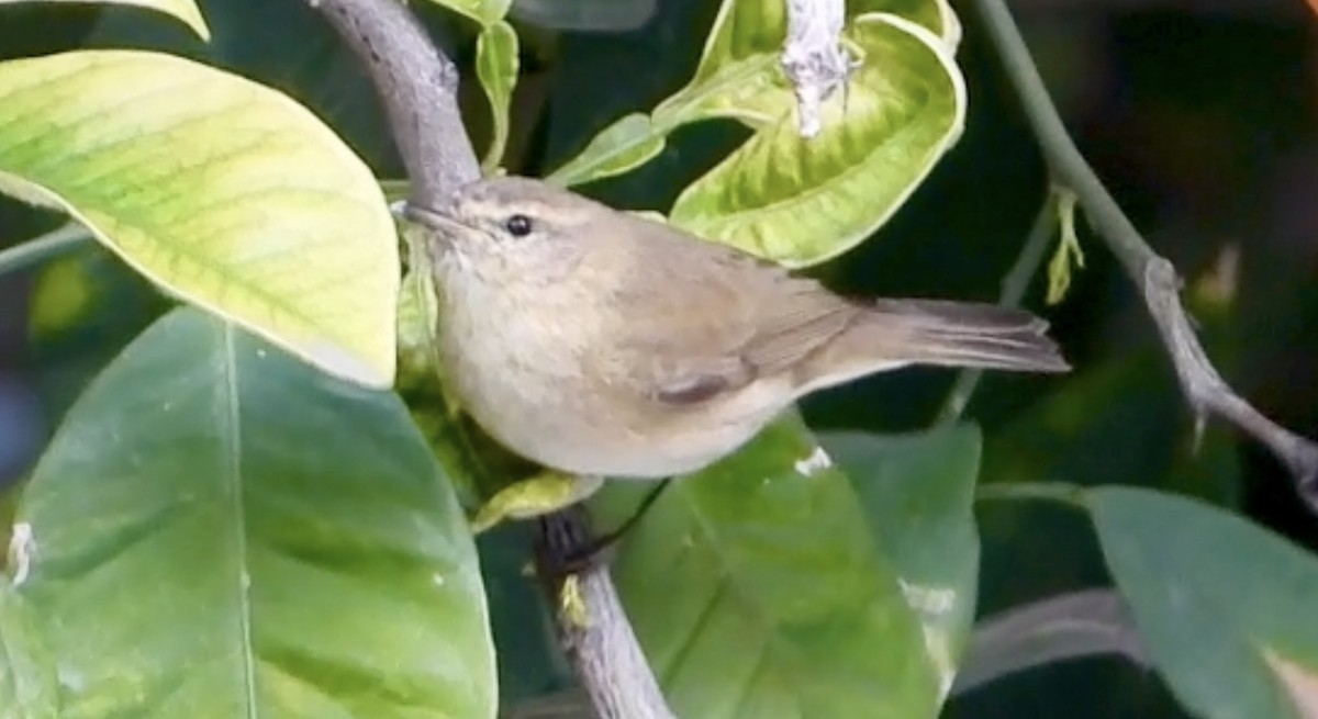 Phylloscopus sp. - Jose Manuel Reyes Paez