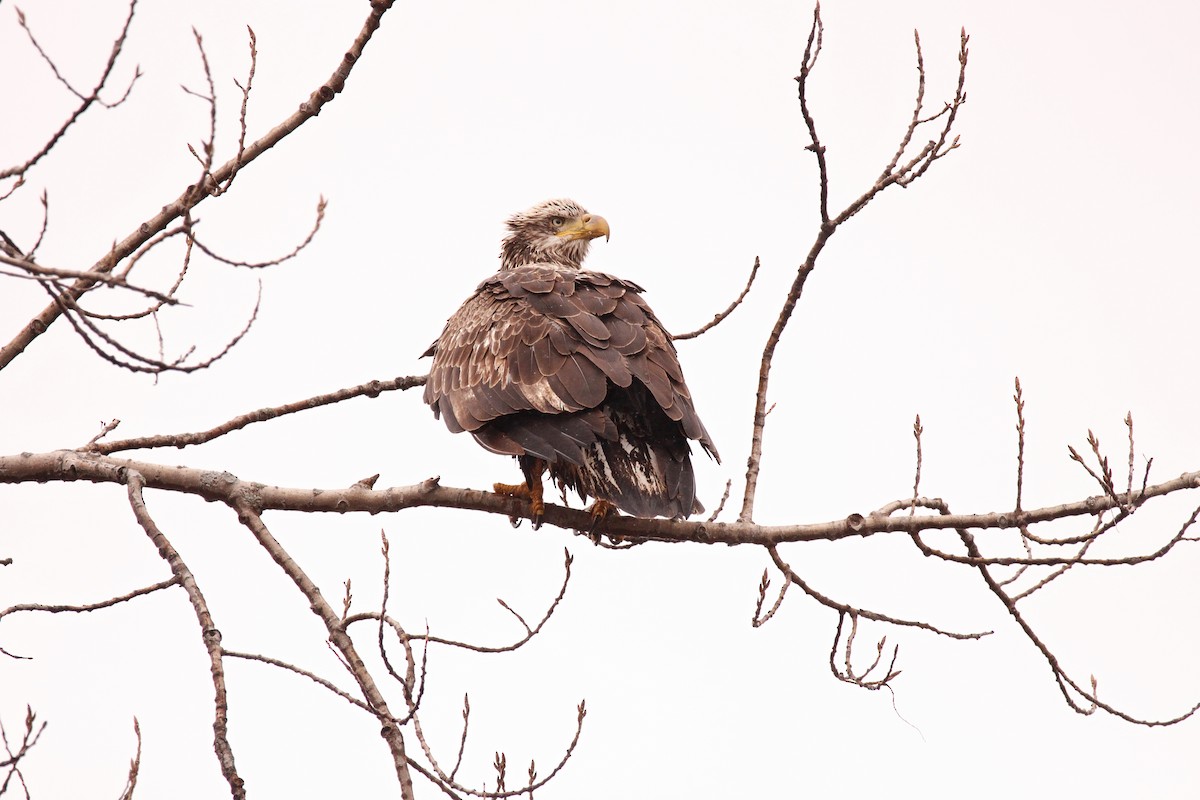 Bald Eagle - Valarie Singh