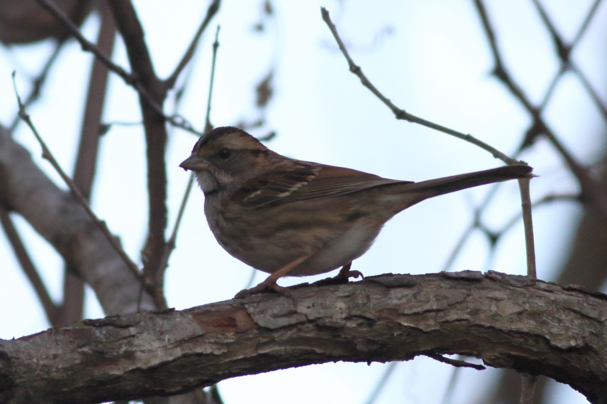 White-throated Sparrow - ML533657681