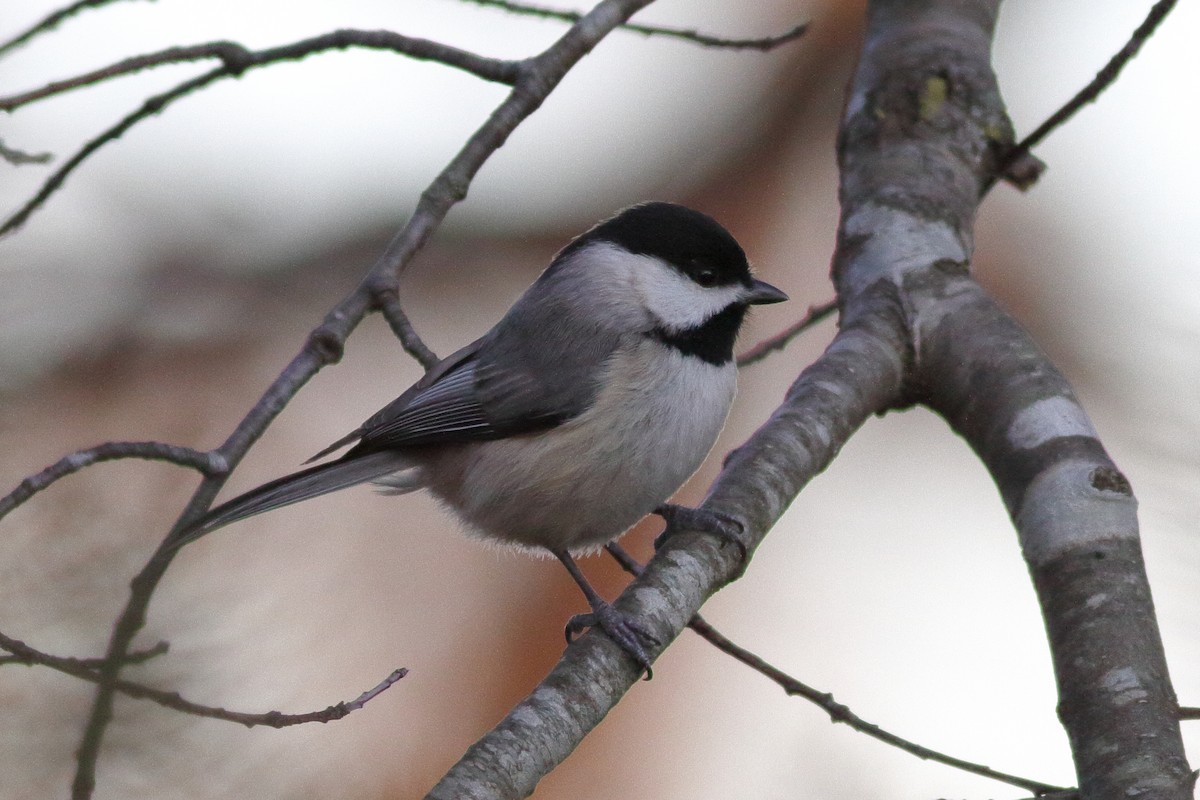 Carolina Chickadee - Richard Stanton