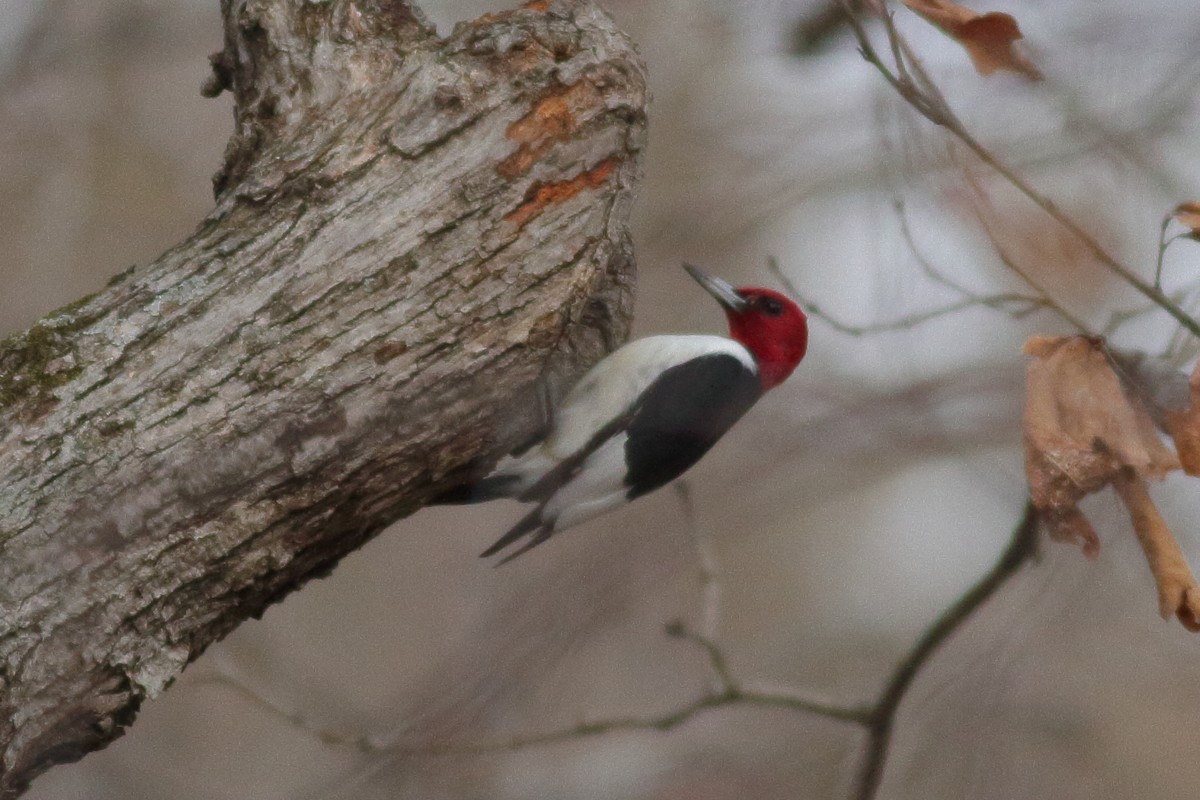 Red-headed Woodpecker - ML533658461