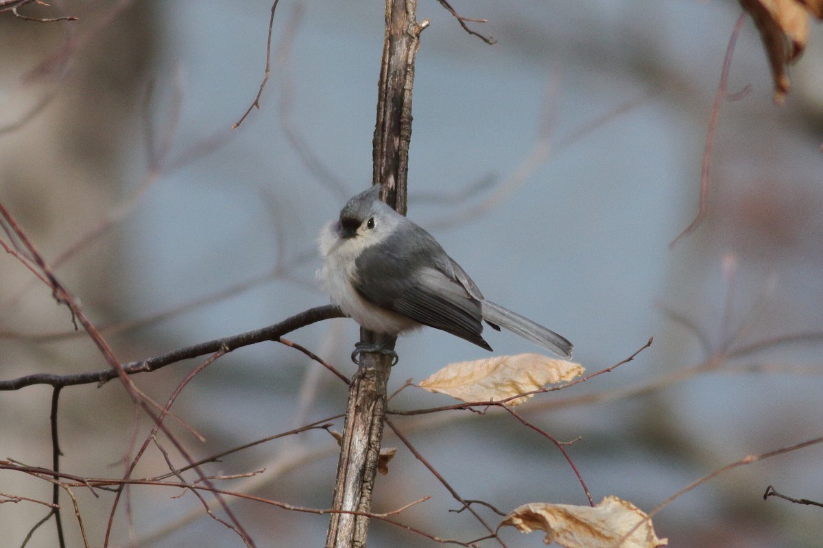 Tufted Titmouse - ML533658481