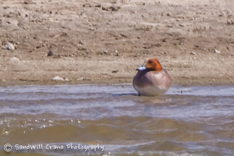 Eurasian Wigeon - ML53365861