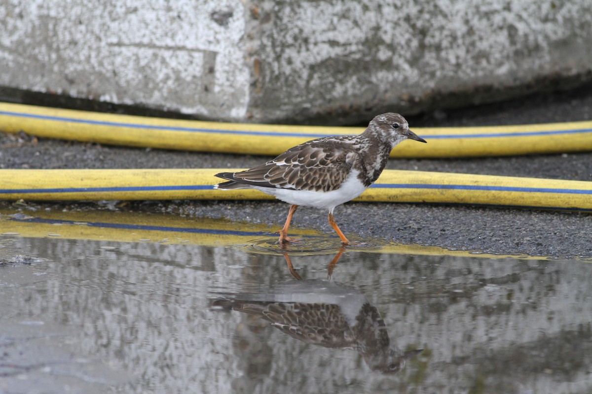 Ruddy Turnstone - ML533658731