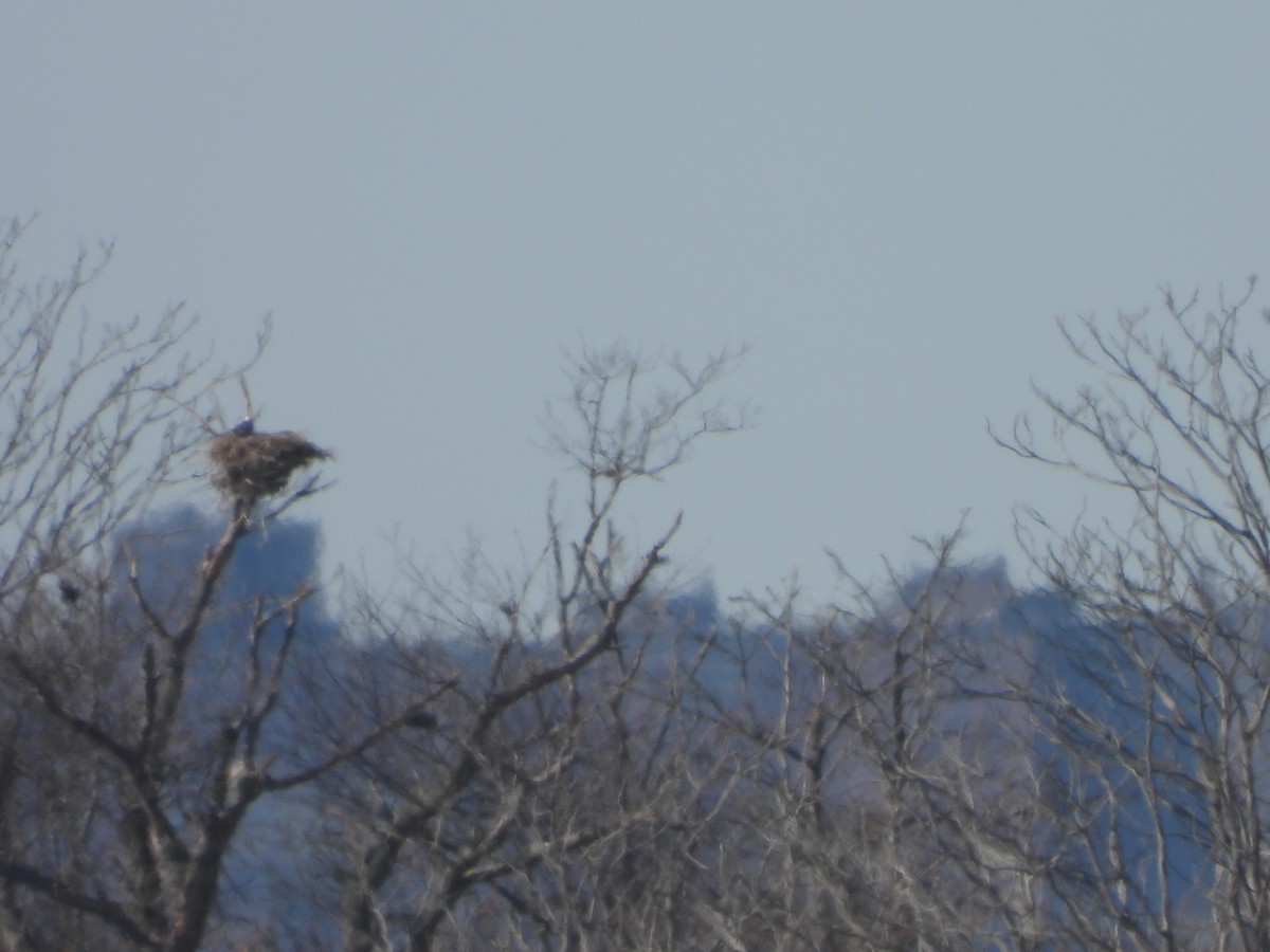 Bald Eagle - ML533659101