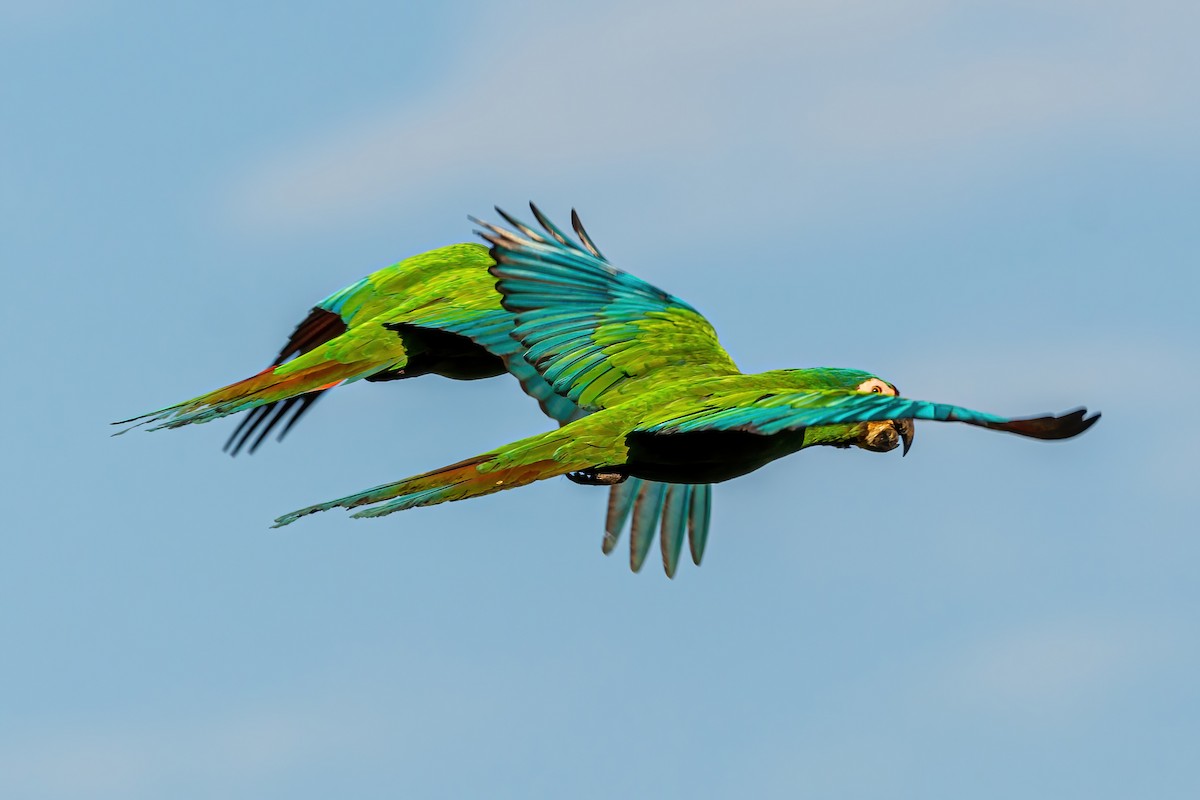 Chestnut-fronted Macaw - ML533659931