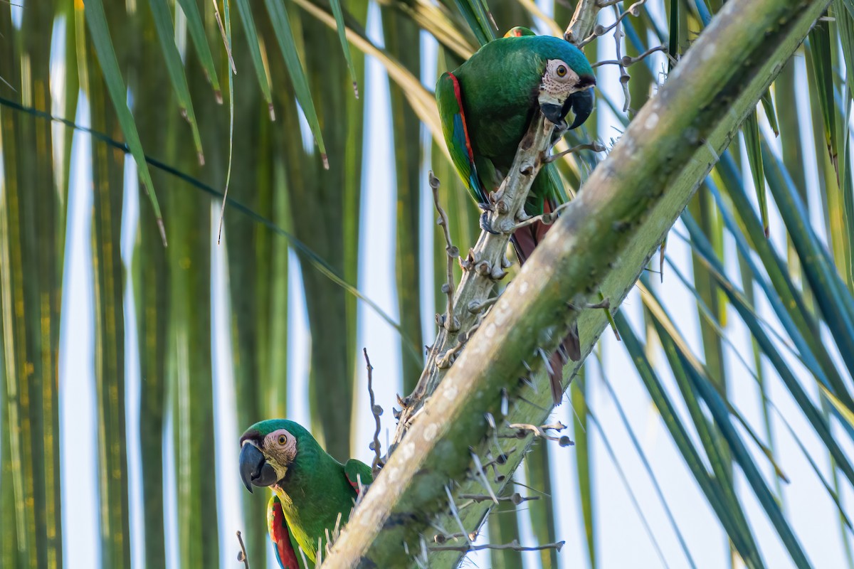 Chestnut-fronted Macaw - ML533660121