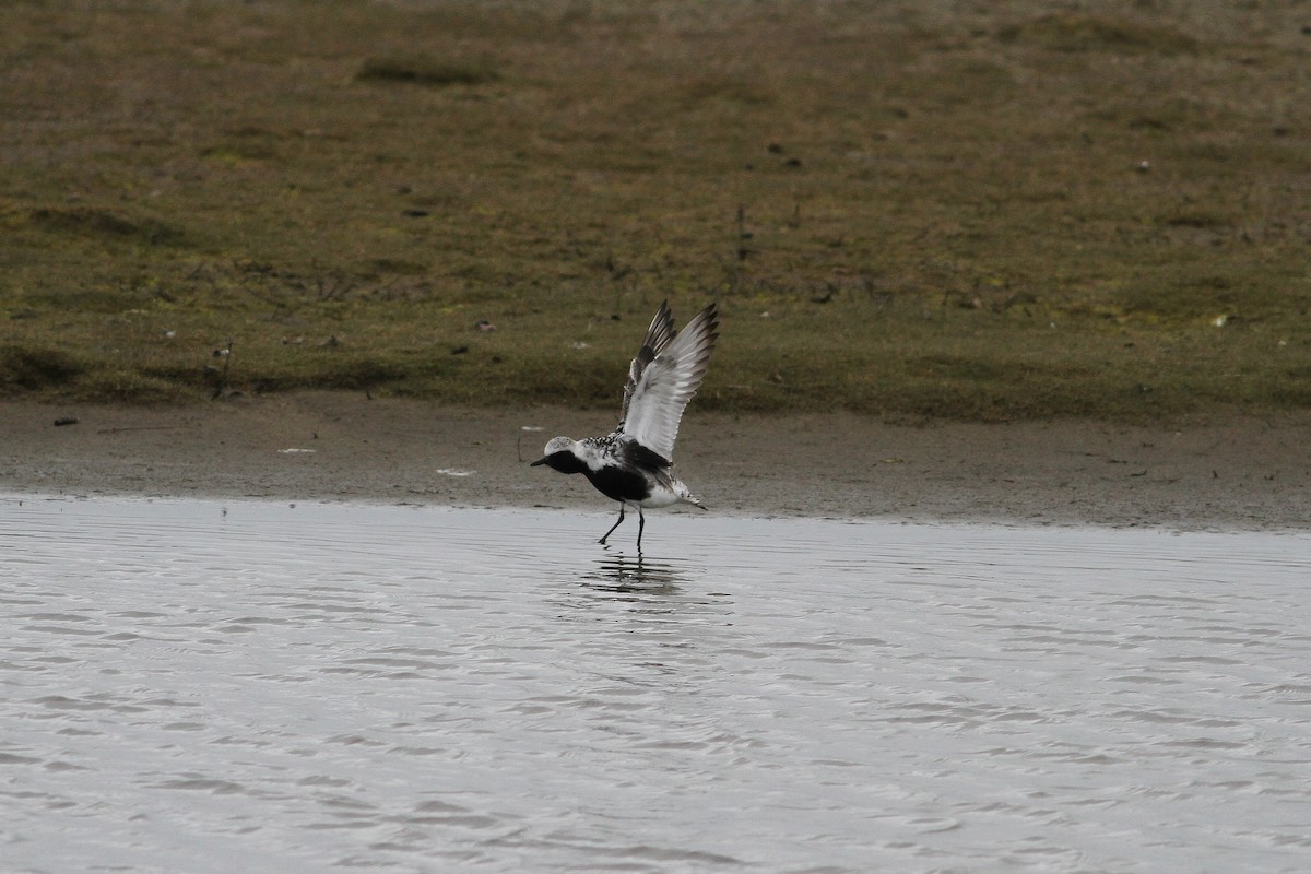 Black-bellied Plover - ML533660641