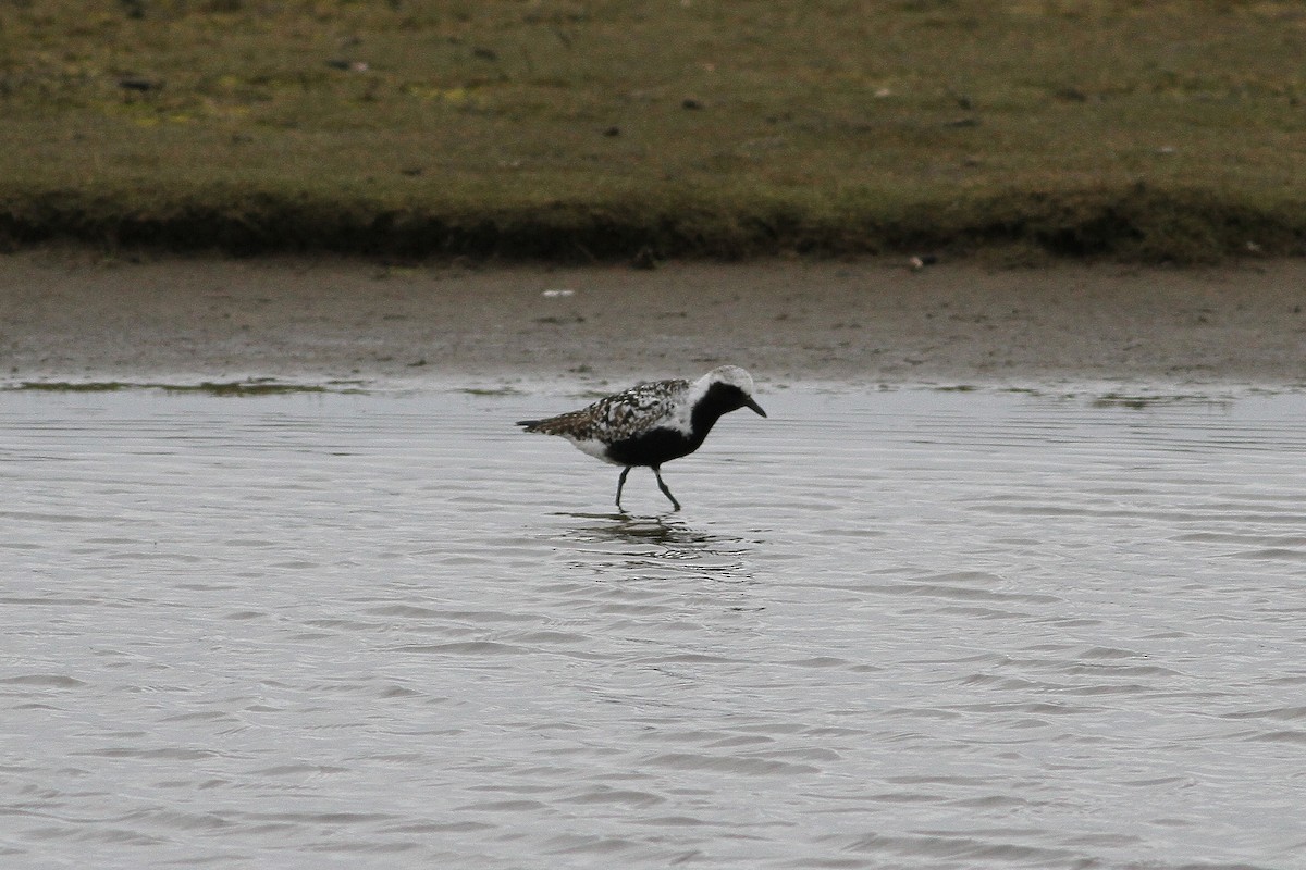 Black-bellied Plover - ML533660661