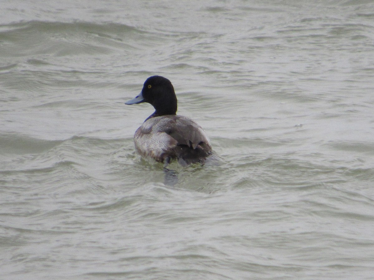 Greater Scaup - ML533661321