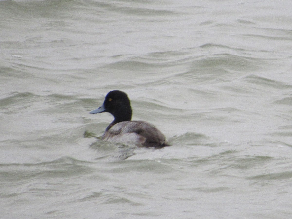 Greater Scaup - ML533661331
