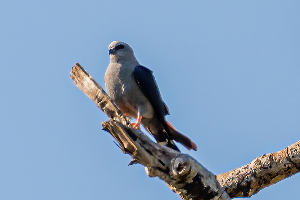 Plumbeous Kite - ML533662261