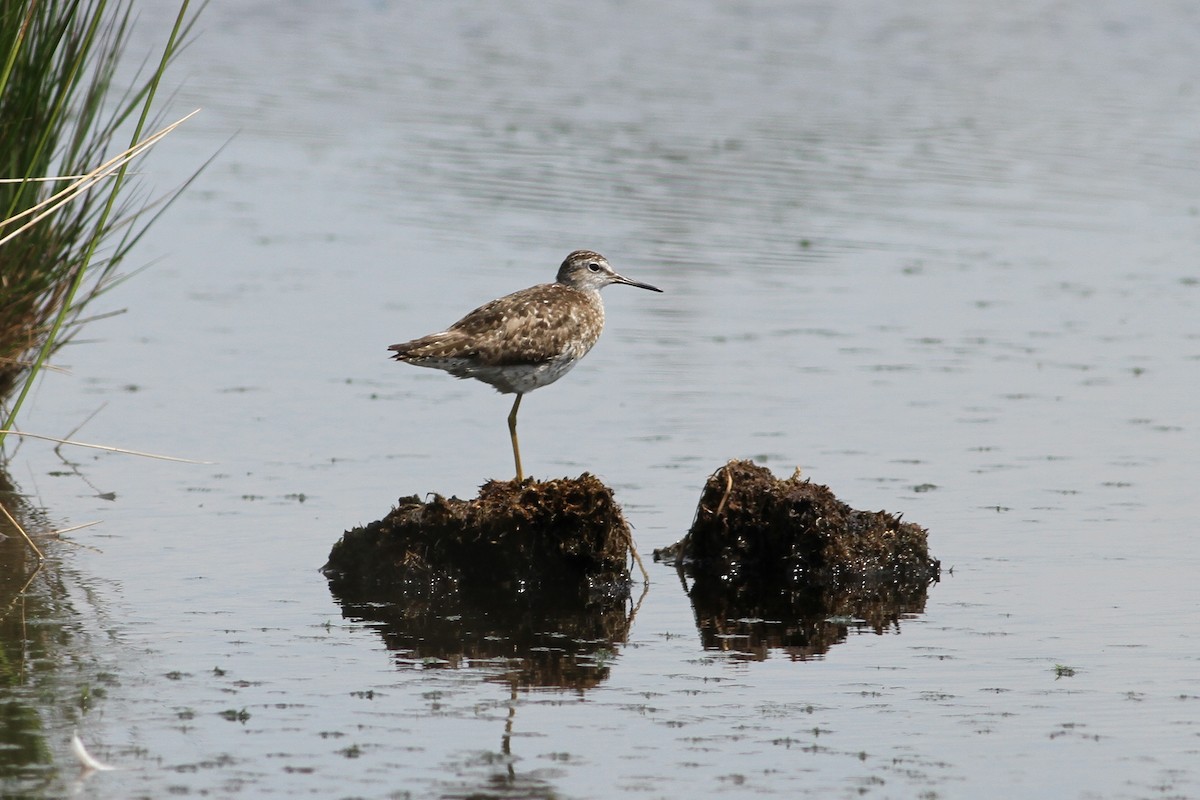 Bruchwasserläufer - ML533663881