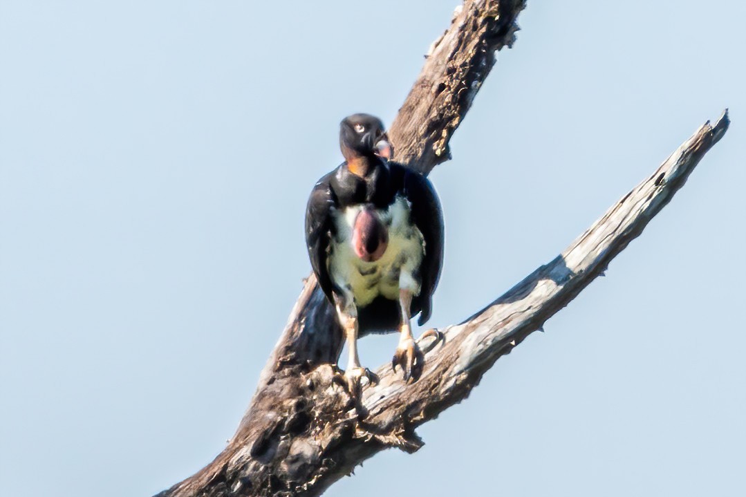 King Vulture - ML533664131