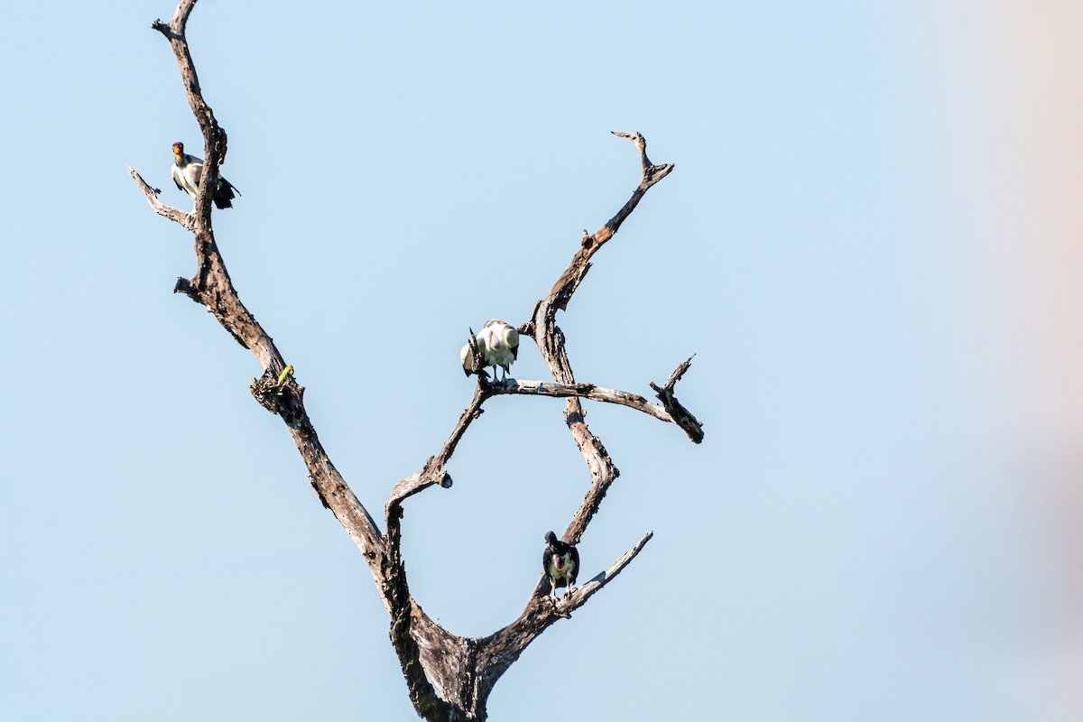 King Vulture - ML533664341