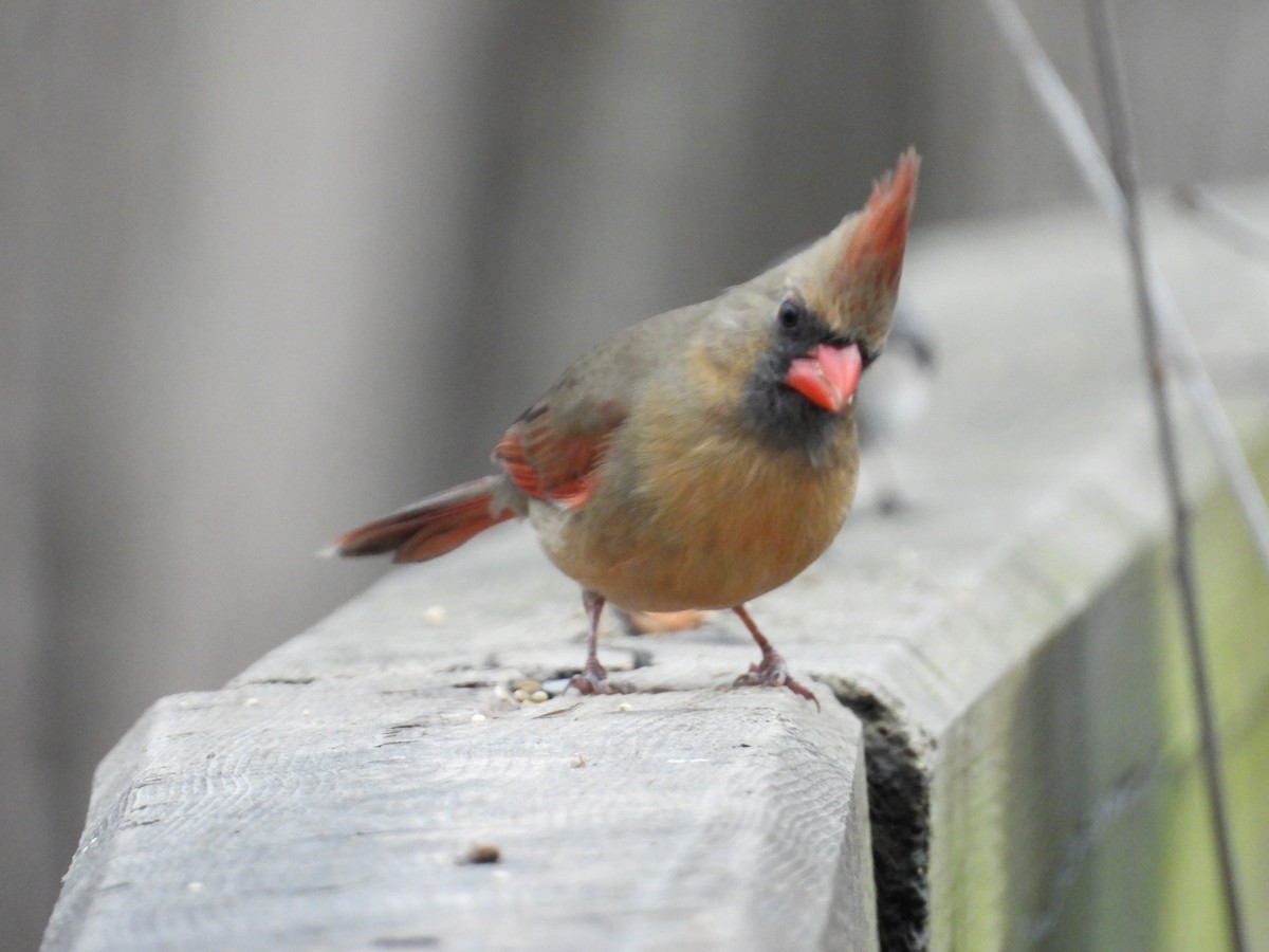 Northern Cardinal - ML533664361