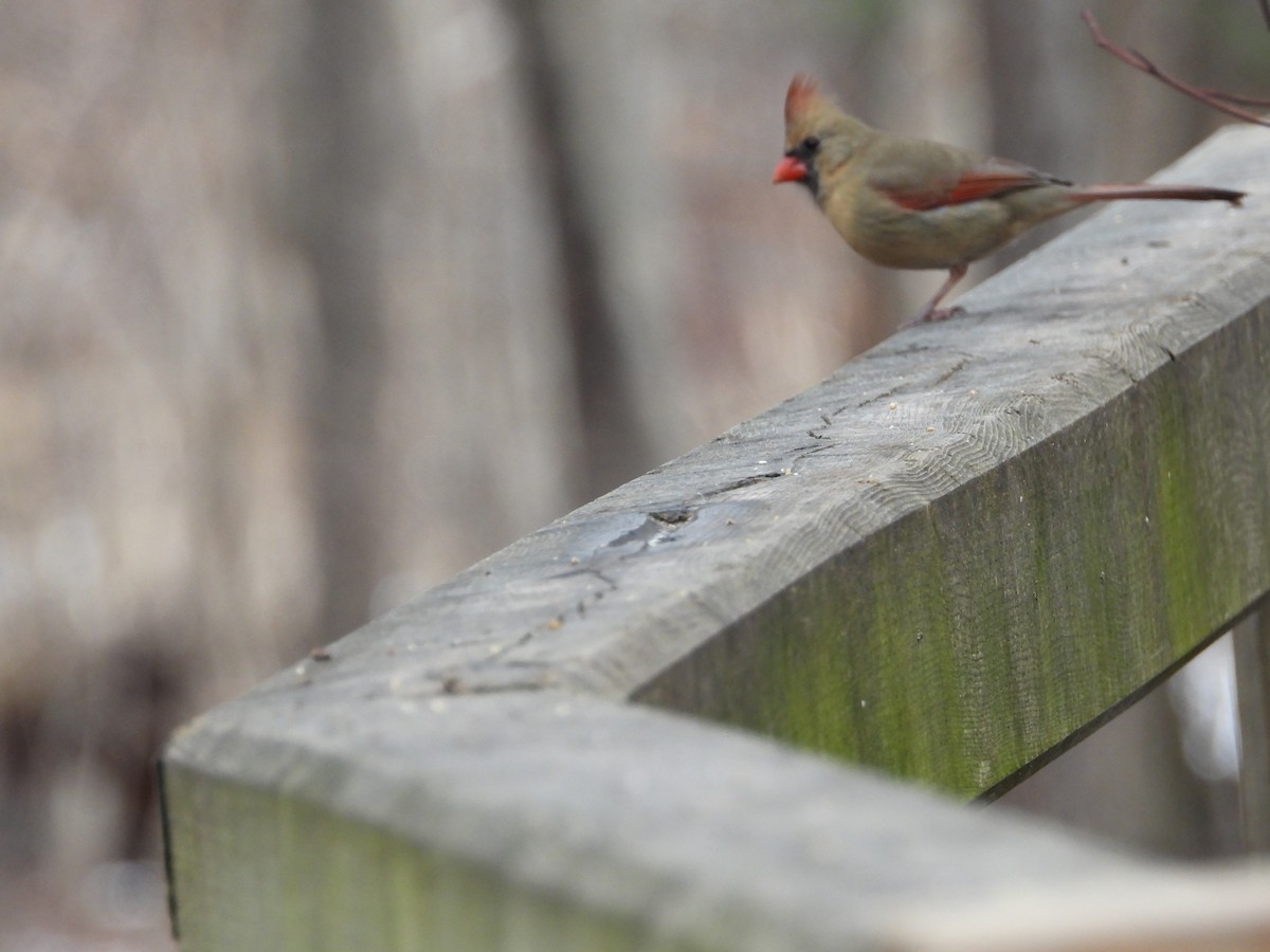 Northern Cardinal - ML533664421