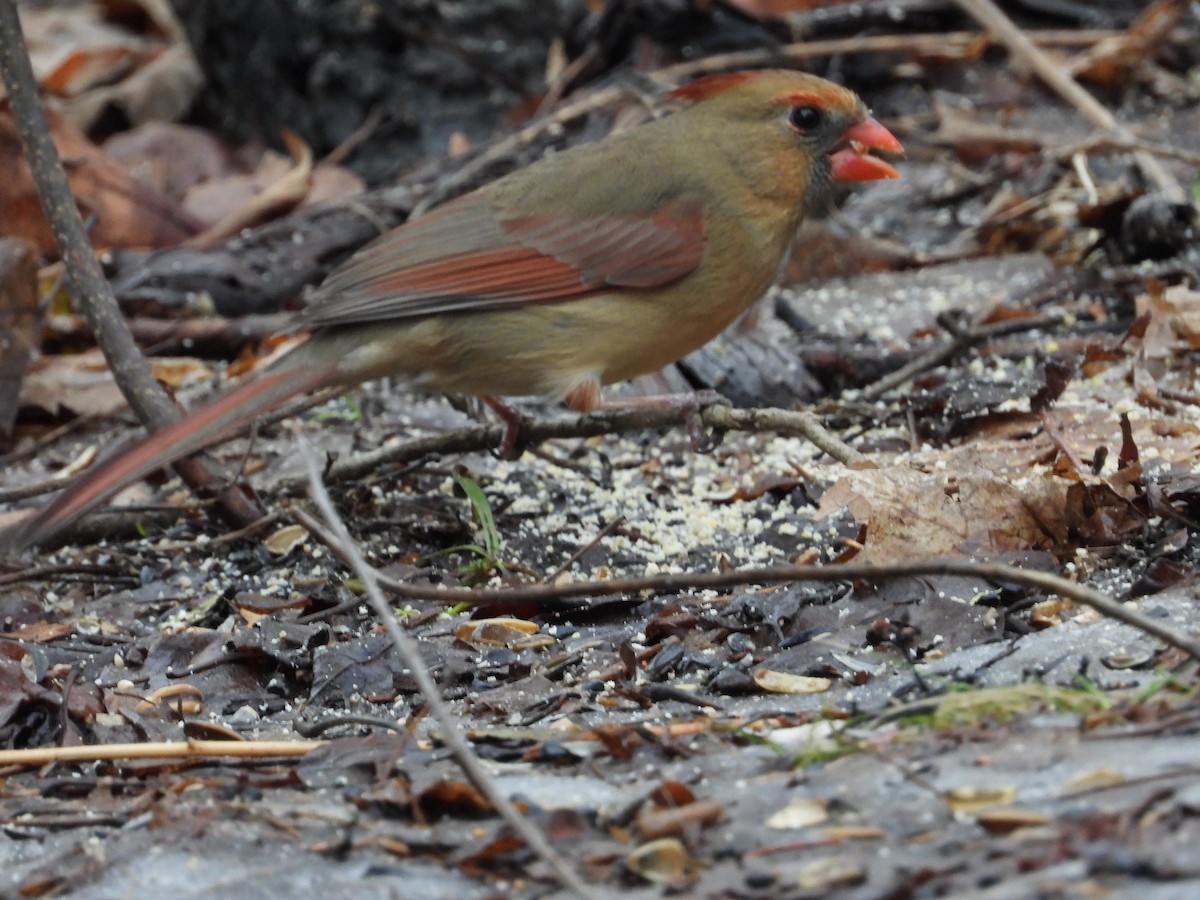 Northern Cardinal - ML533664451