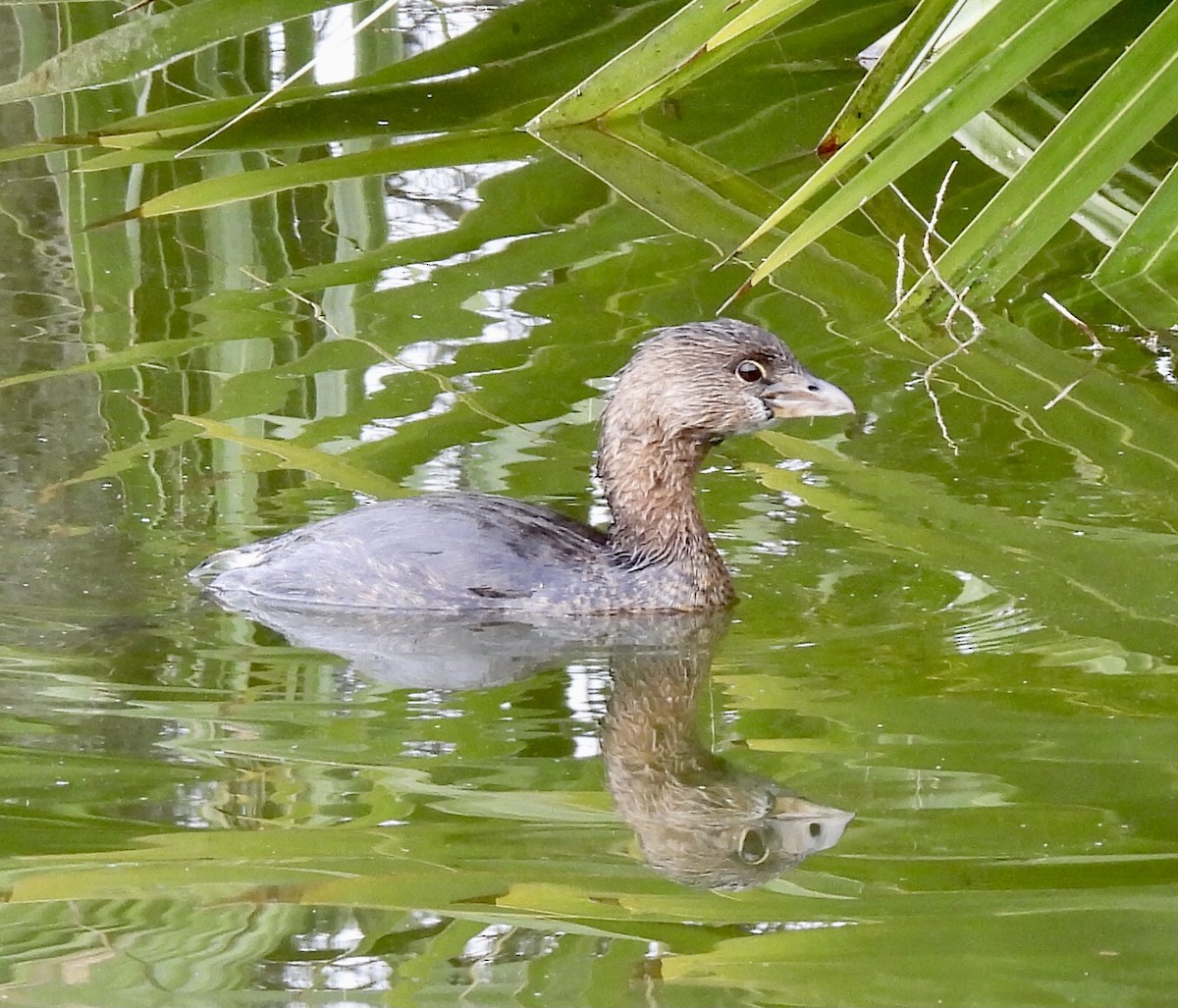 Pied-billed Grebe - ML533664761