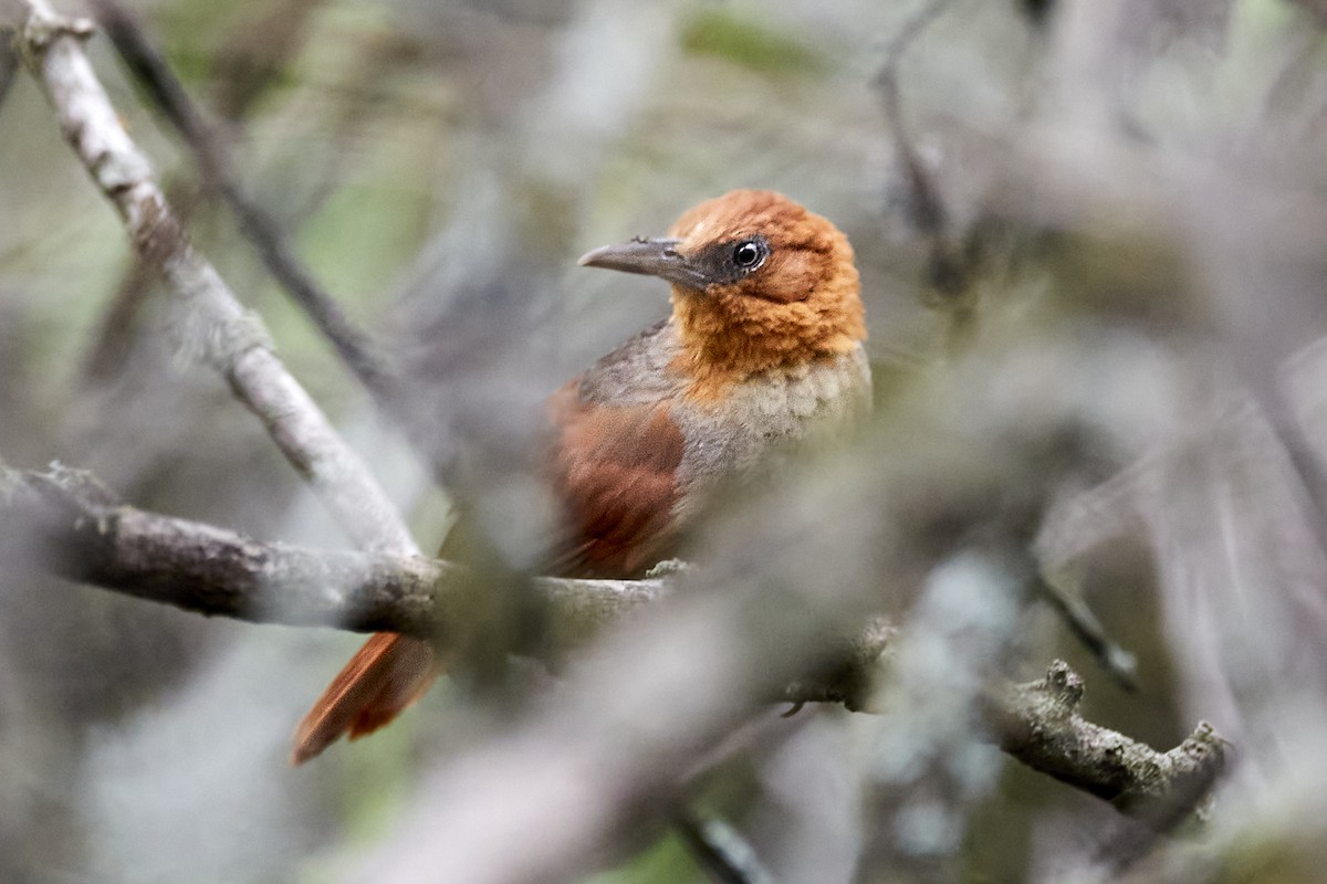 アカズキンカマドドリ - ML533664971