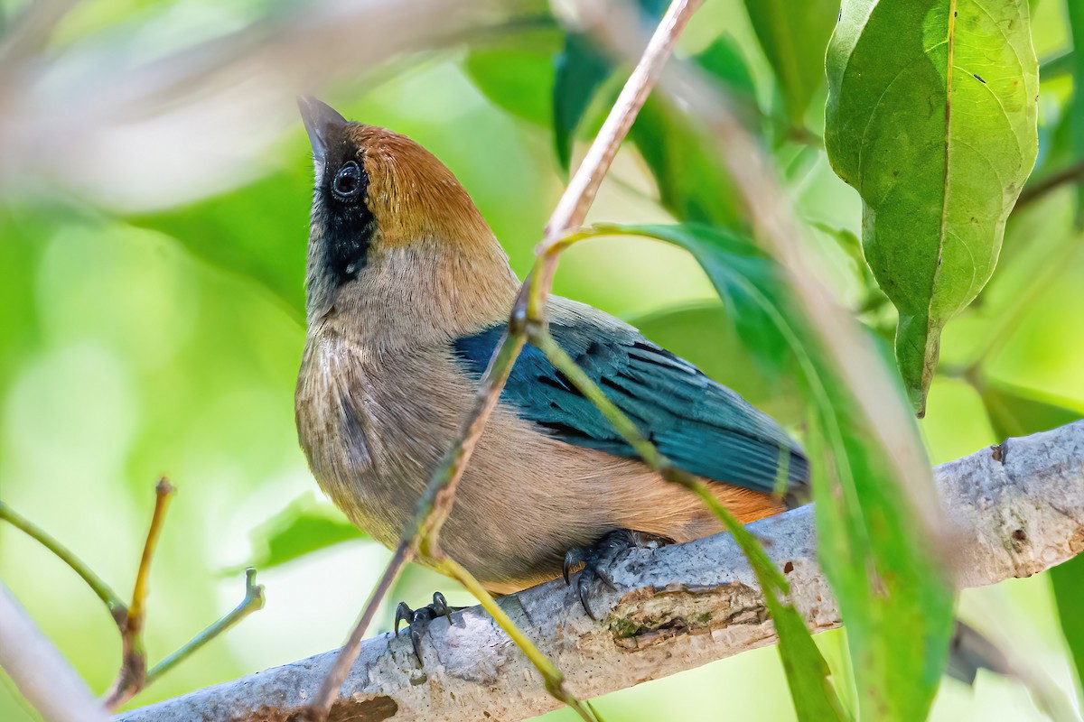 バフイロフウキンチョウ - ML533665831