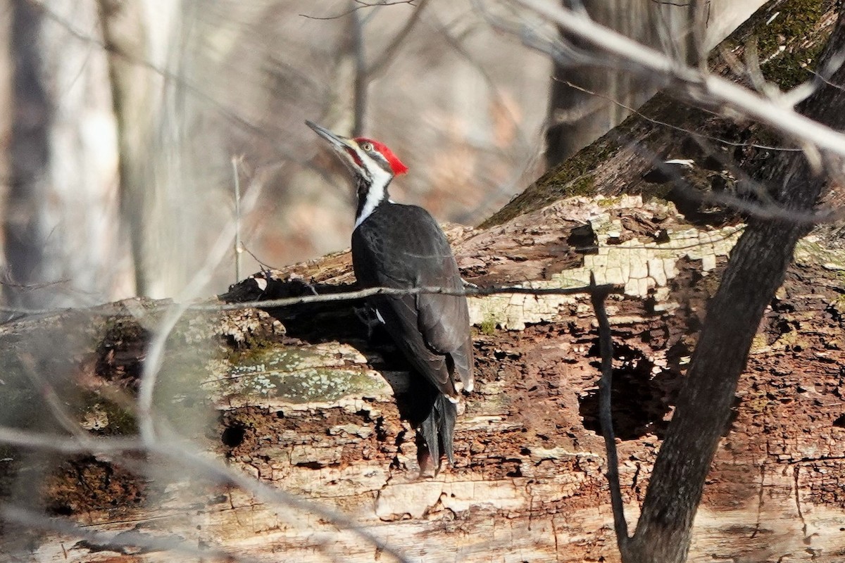 Pileated Woodpecker - ML533666291