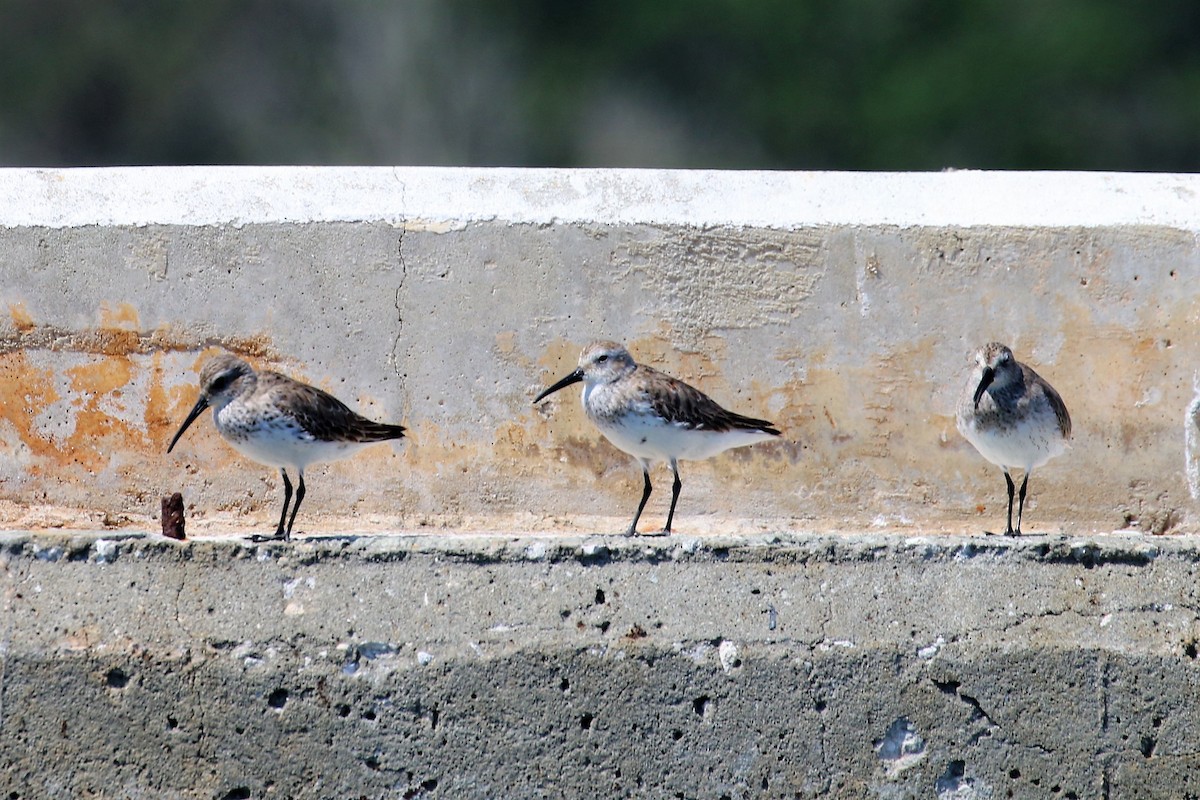 Dunlin - Mary Harrell