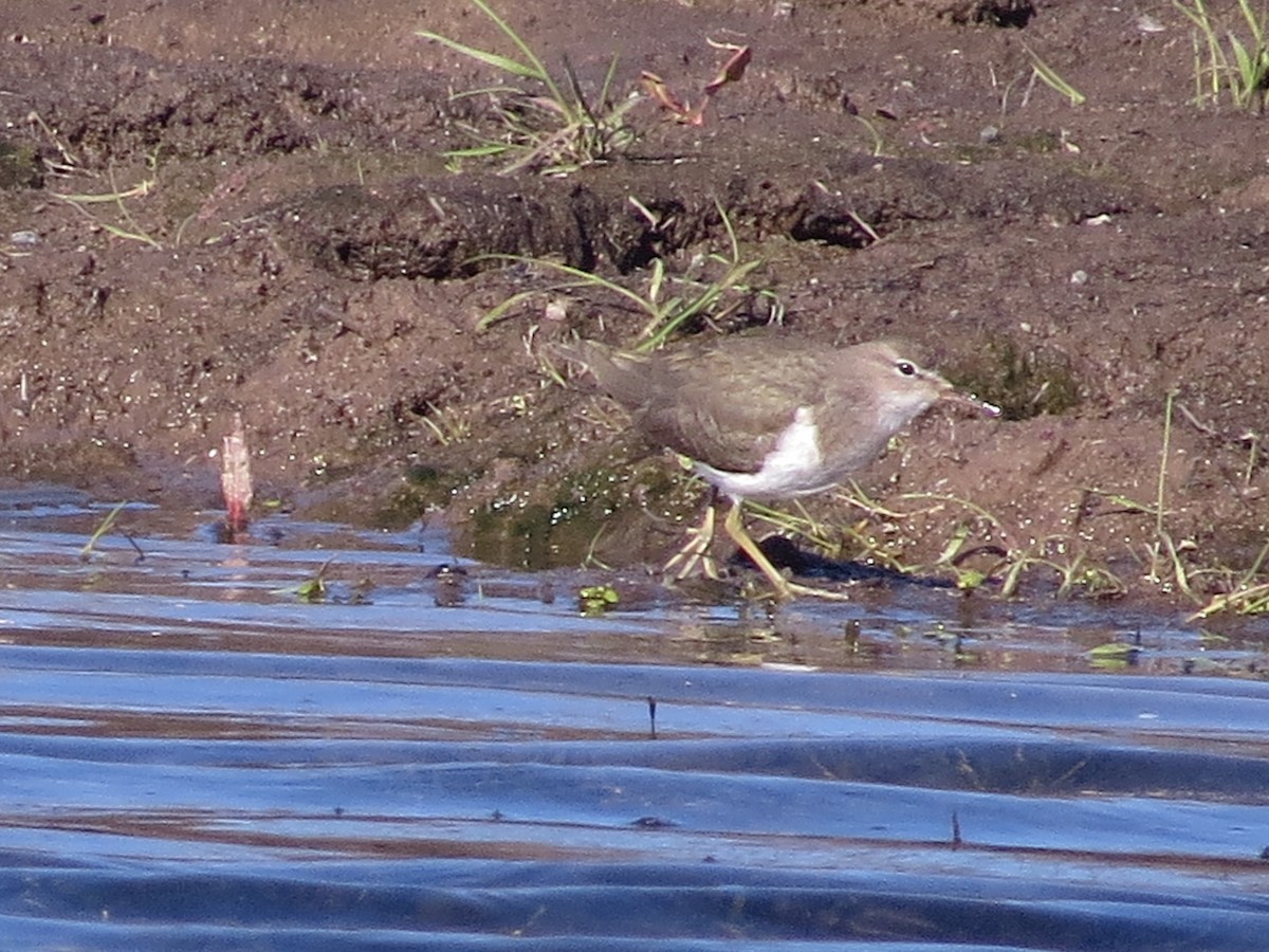 Spotted Sandpiper - ML533667641