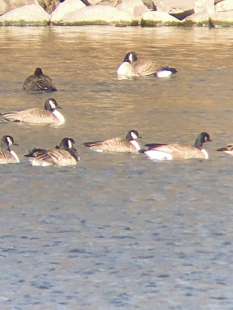 berneška malá (ssp. hutchinsii) - ML533667711