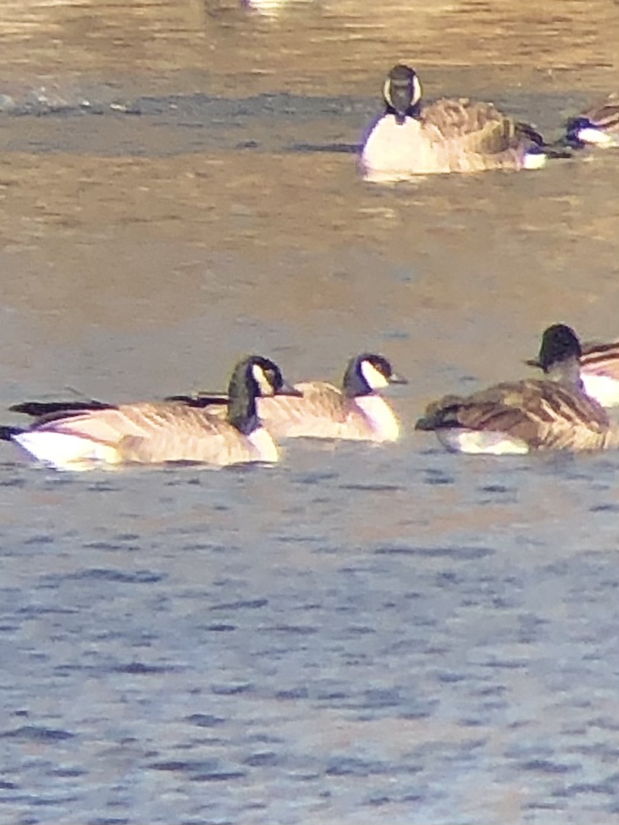 Cackling Goose (Richardson's) - ML533667721