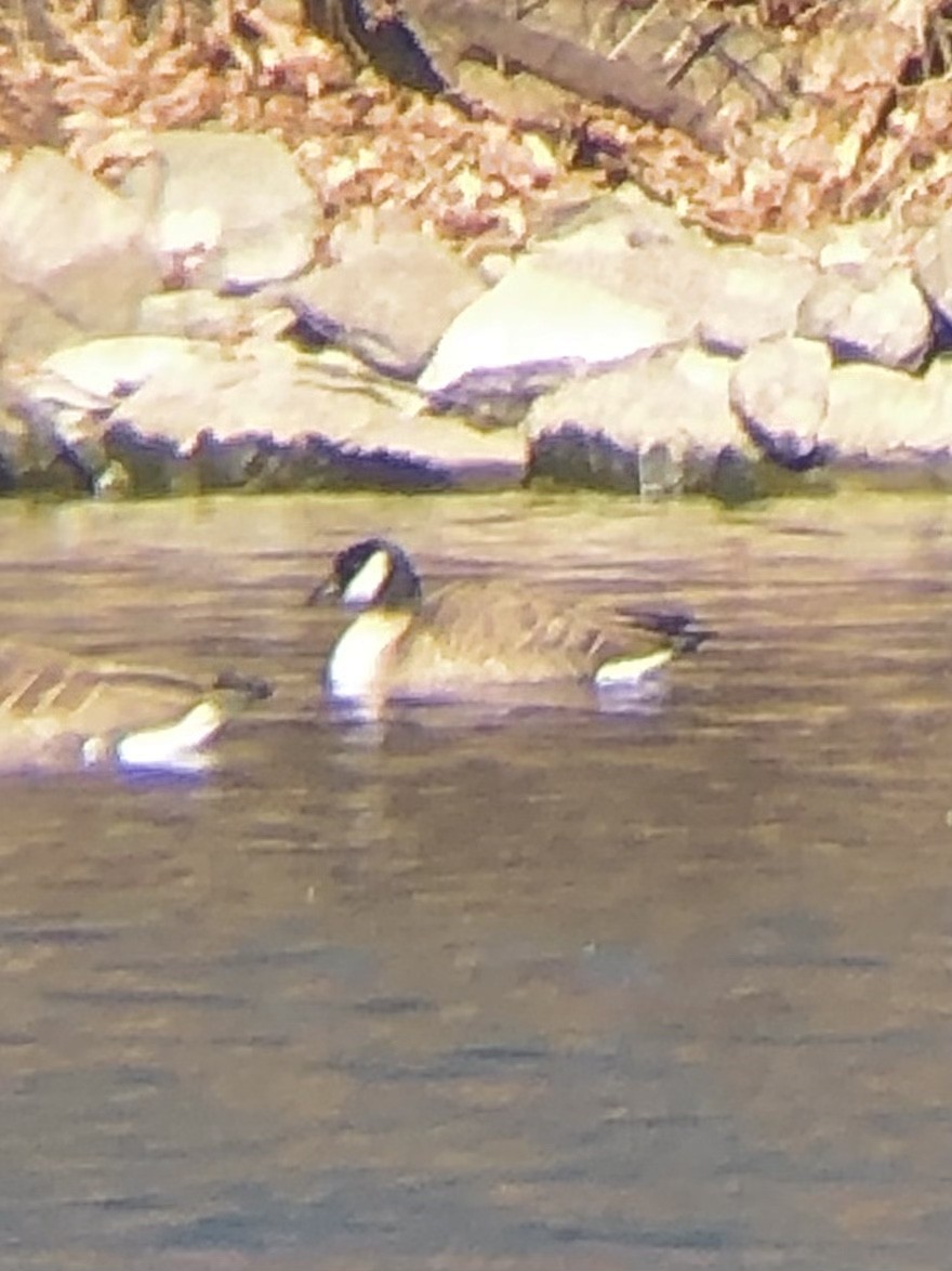 Cackling Goose (Richardson's) - ML533667761