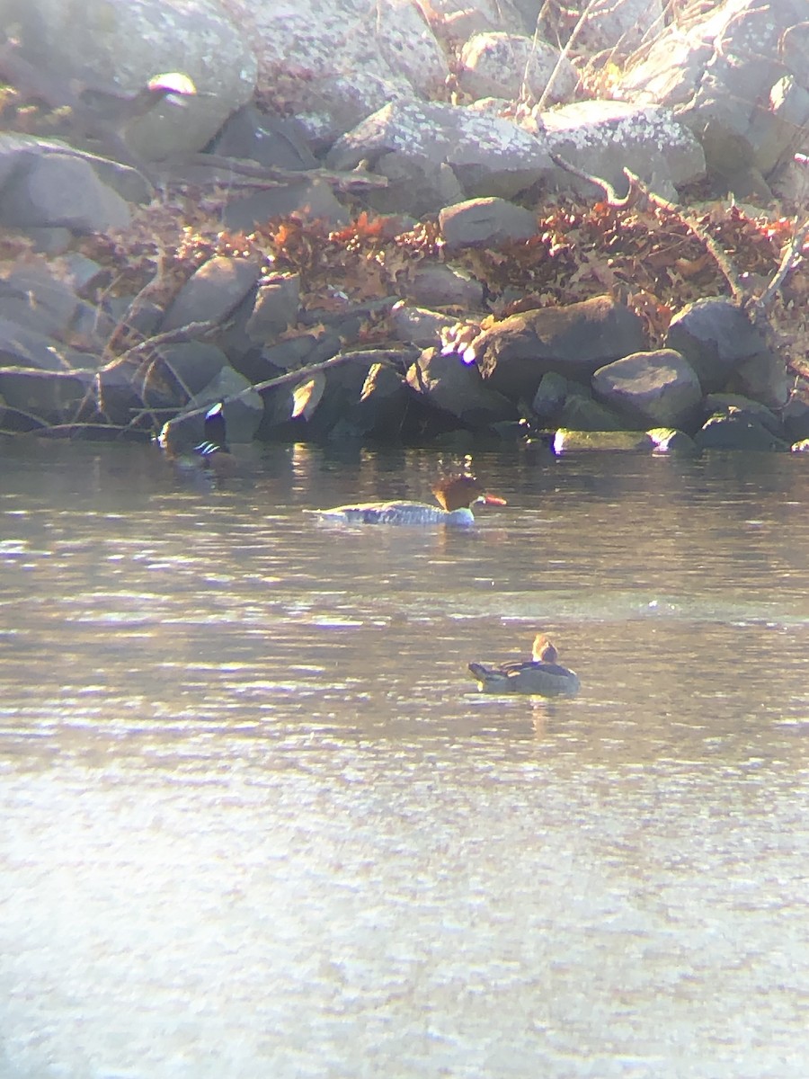 Common Merganser (North American) - ML533667891