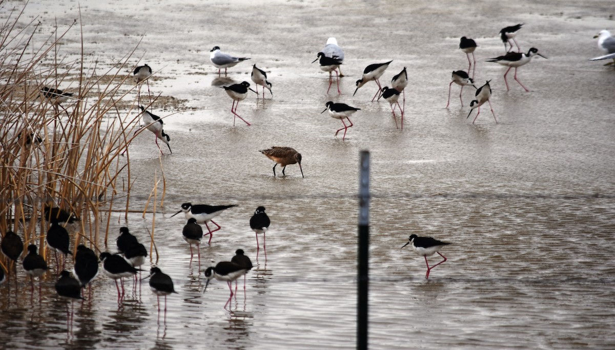 Marbled Godwit - annette gibert