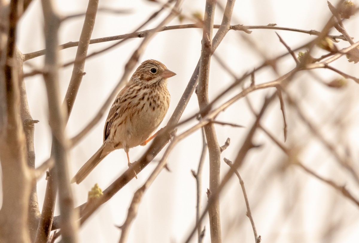 Vesper Sparrow - ML533668611