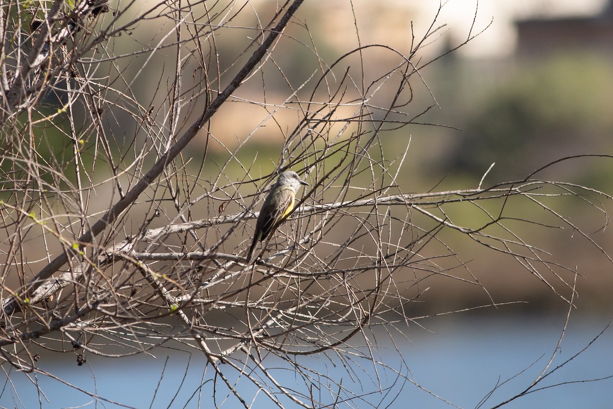 Tropical Kingbird - ML533669491