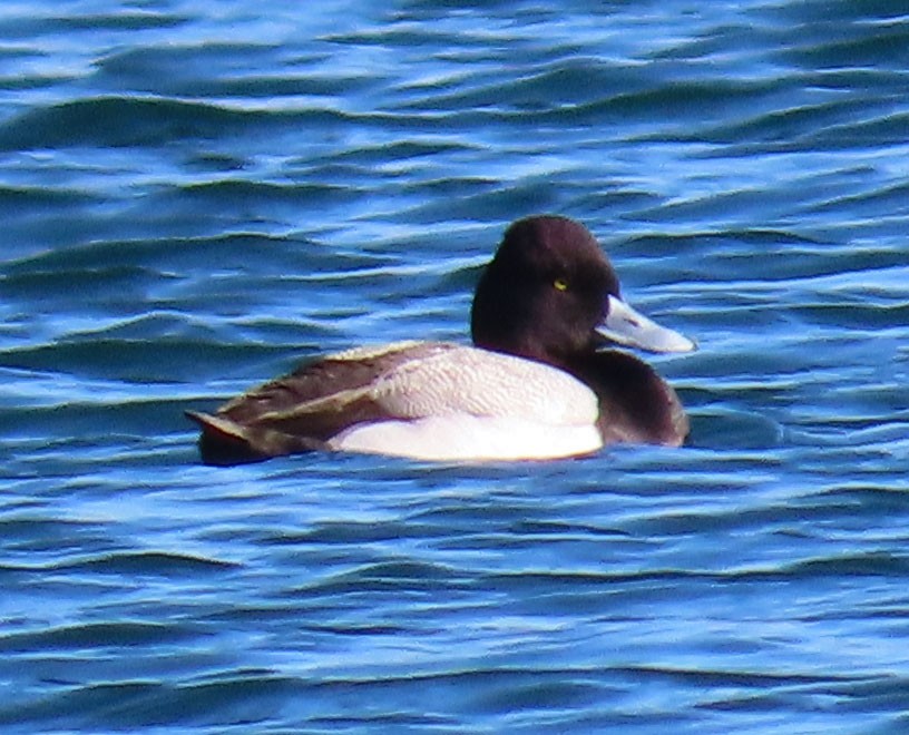 Lesser Scaup - ML533669921