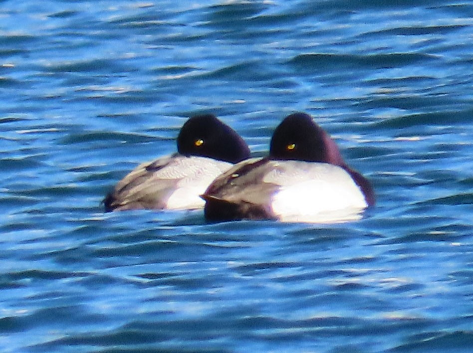 Lesser Scaup - ML533669951