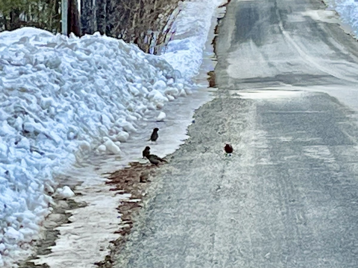 Pine Grosbeak - Julia Hanauer-Milne