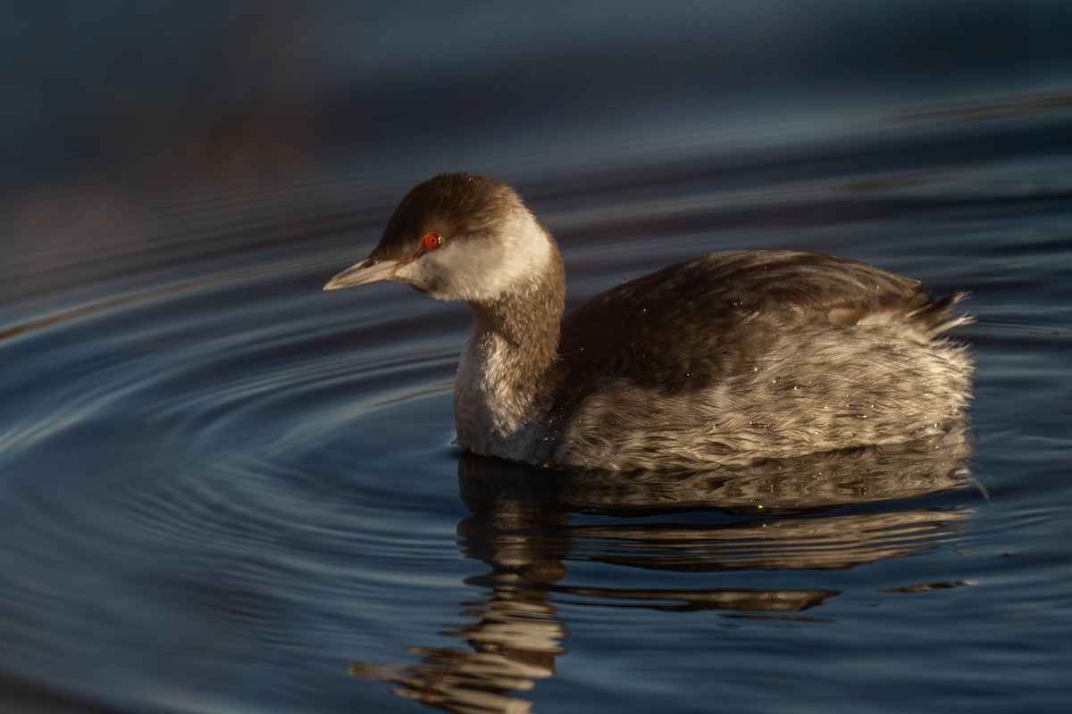 Horned Grebe - ML533672621