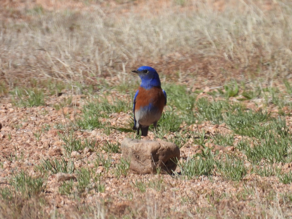 Western Bluebird - Marc Shlossman